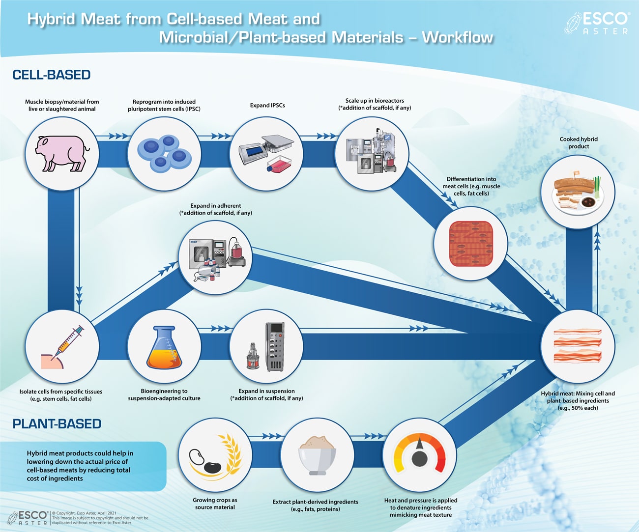 Hybrid Meat from cell-based meat and microbial/plant-based materials - workflows